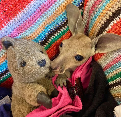 the kangaroo sanctuary facebook